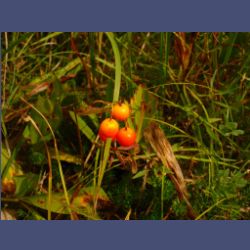 2012-08-25_Regina-F-Rau_Staffelgraben (011).JPG